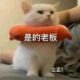 测试